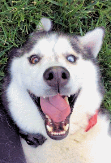 County dog image