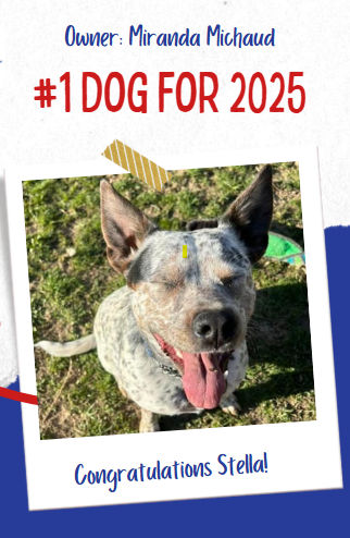 County dog image