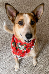 County dog image