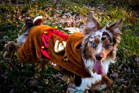 County dog image