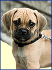 County dog image