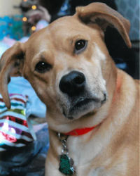 County dog image