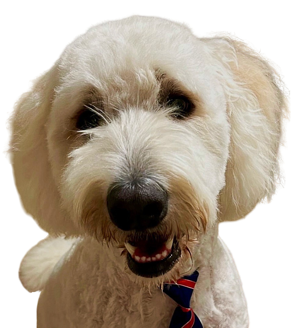 County dog image
