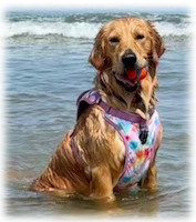 County dog image