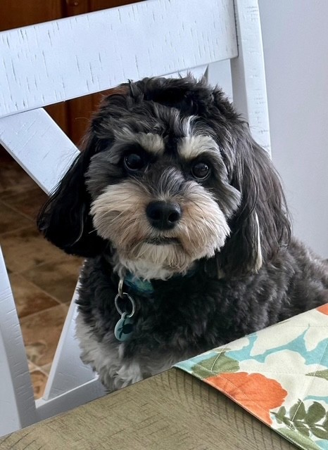 Facebook winning dog photo