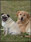 County dog image