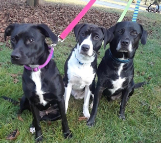 County dog image