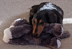 County dog image