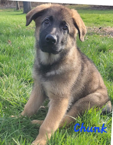 County dog image