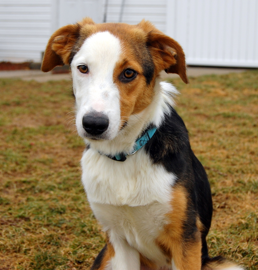 County dog image